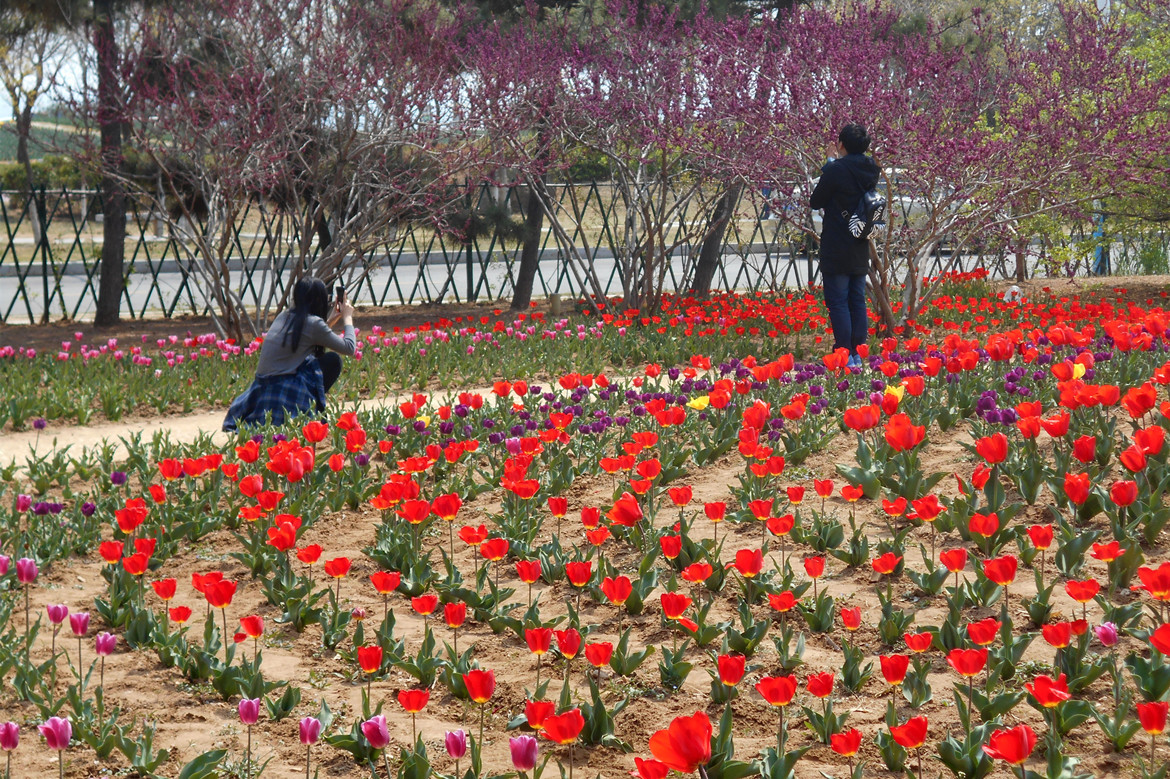 郁金香广场 3.jpg