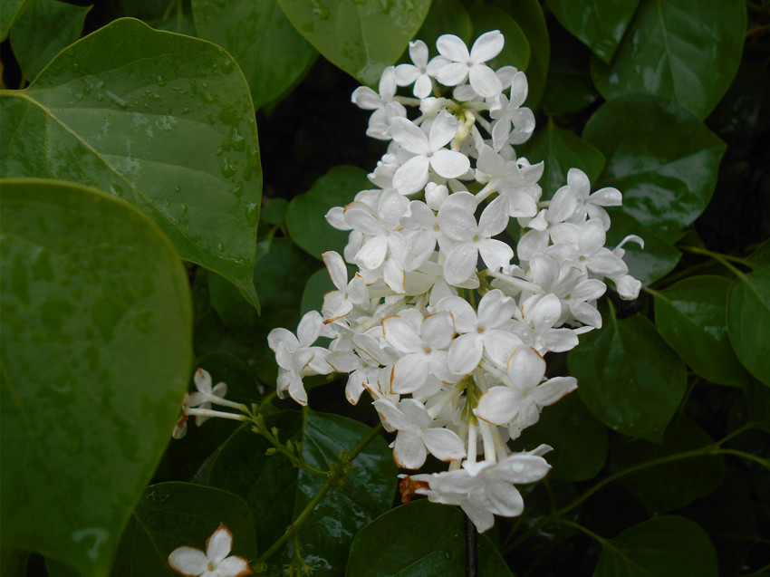 雨停看花 37.jpg