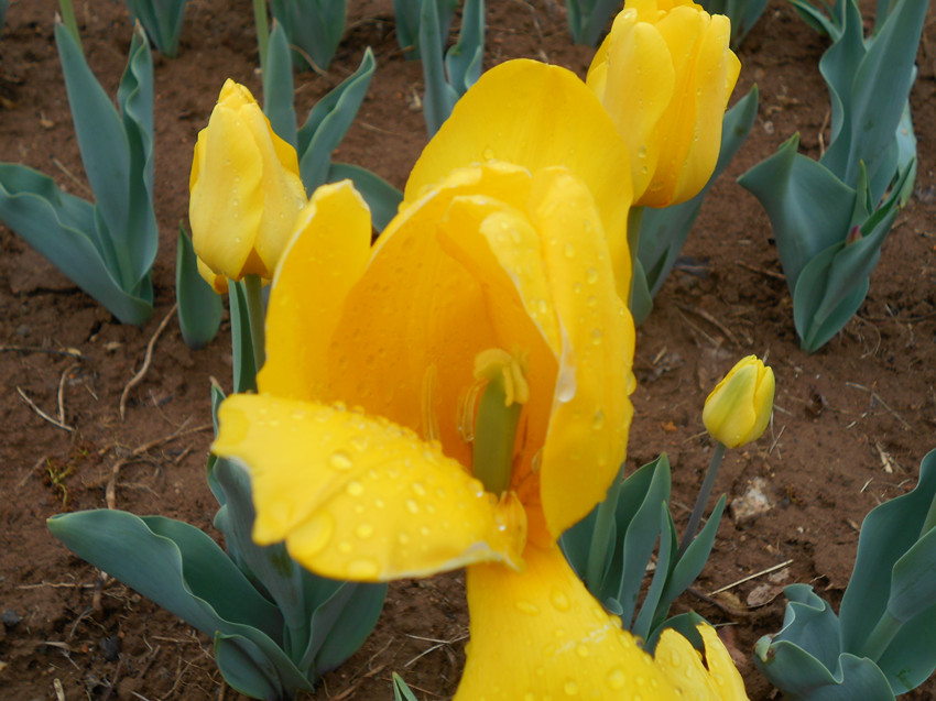 雨停看花 41.jpg