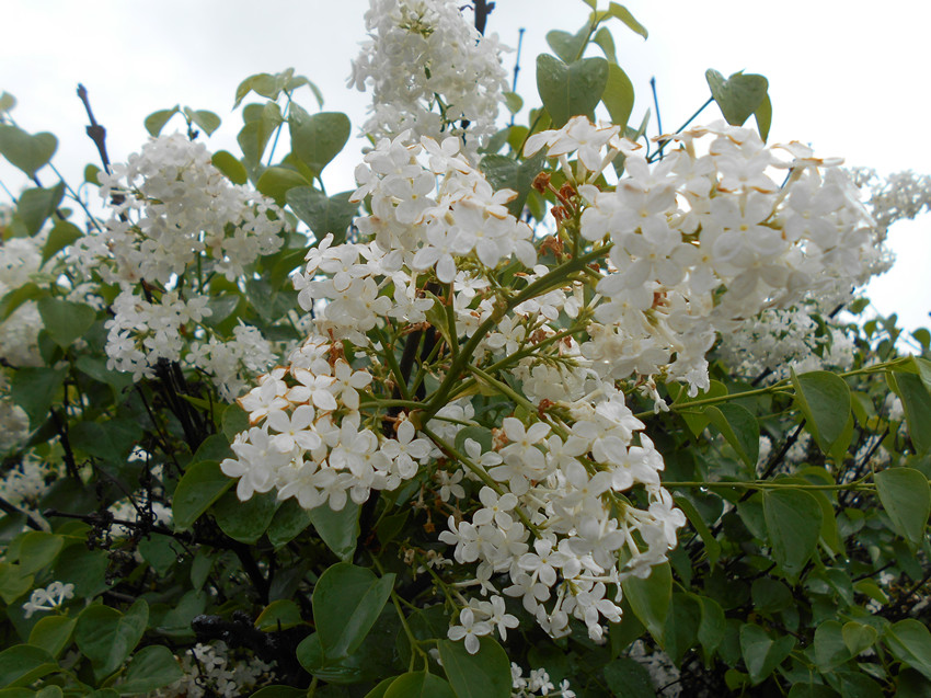 雨停看花 35.jpg