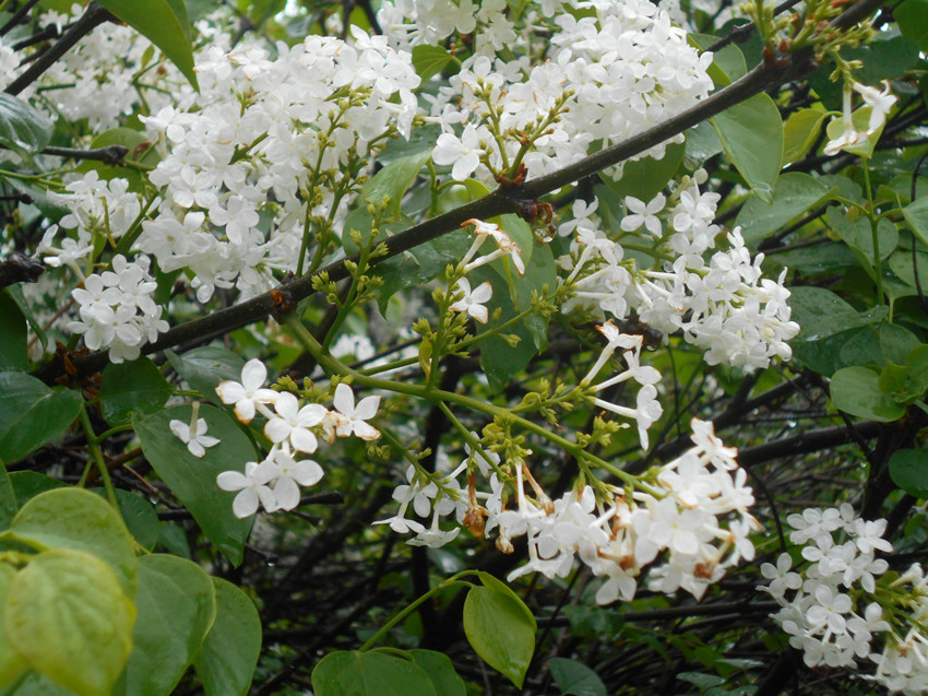 雨停看花 36.jpg