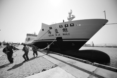 6月8日，烟台港，码头工人为中韩航线客箱船“海蓝鲸”号系缆绳。YMG记者初阳摄.jpg