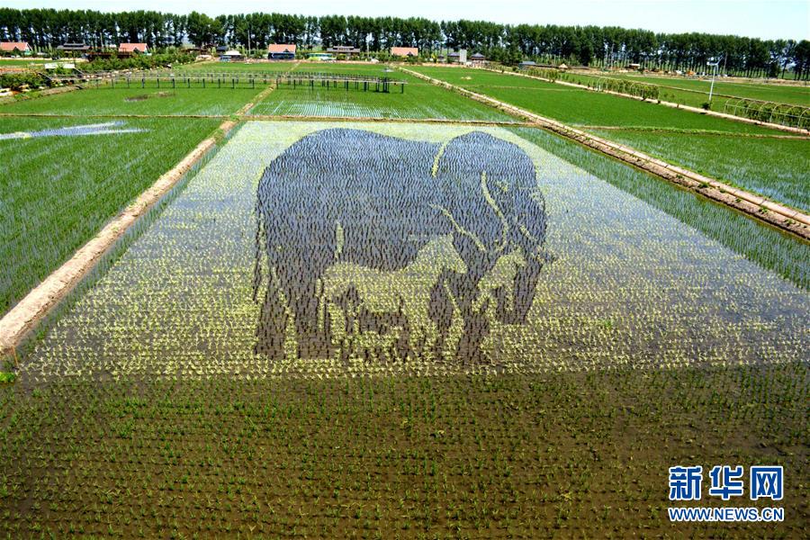这是6月8日在辽宁省沈阳市沈北新区拍摄的“3D稻田画”。.jpg