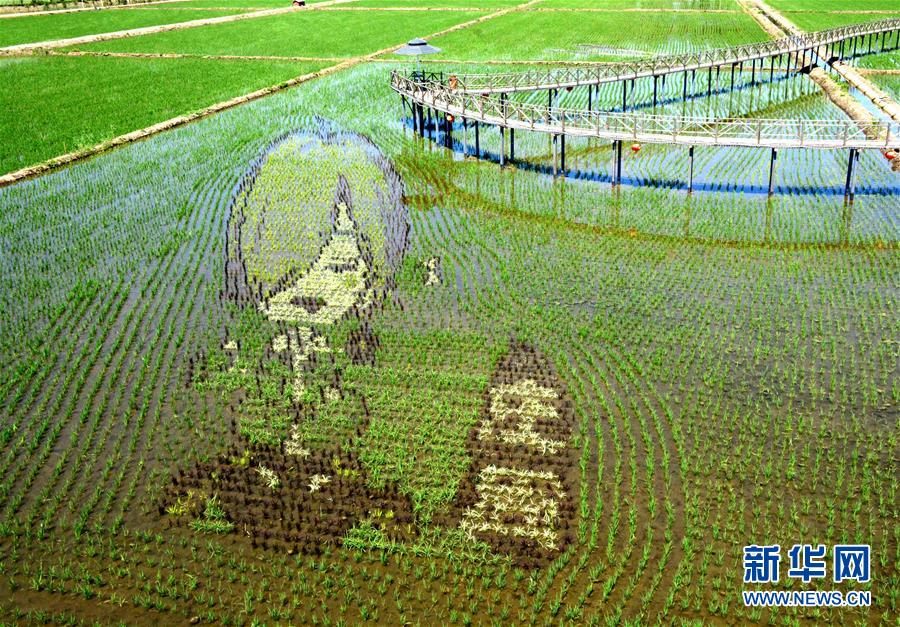 这是6月8日在辽宁省沈阳市沈北新区拍摄的“3D稻田画”。2.jpg