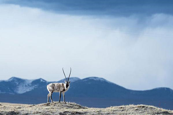 0.可可西里自然保护区的西藏羚羊。（新华社）.jpg