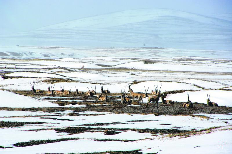地处青藏高原腹地的可可西里“申遗”成功，成中国面积最大的世界自然遗产地。图中为当.jpg