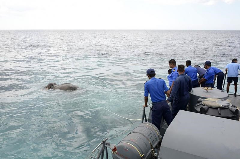 斯里兰卡军方周二展开长达12小时的救援行动，成功救起一头险些命丧海中的大象。.jpg