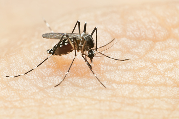 招蚊子因为血型？蚊子喜欢的是你的味道，防蚊止痒听医生说.jpg