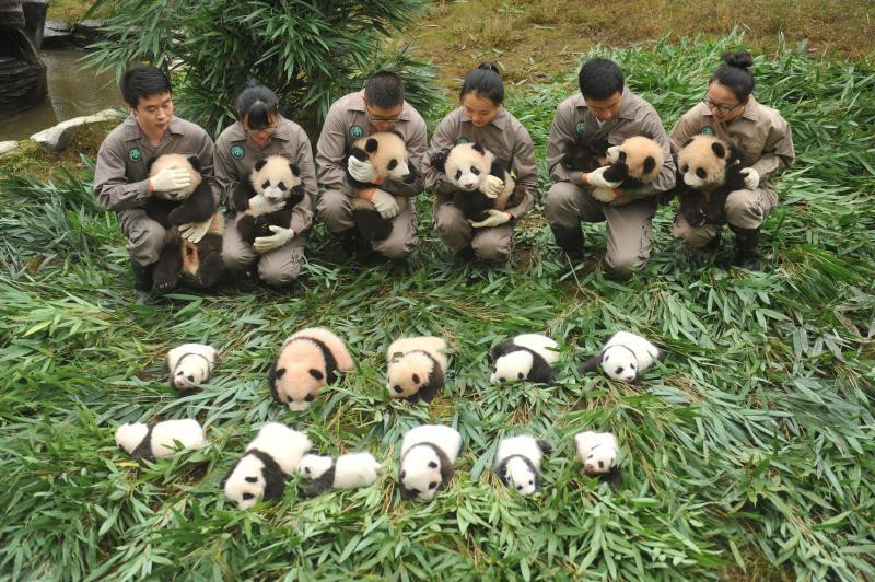 0.中国大熊猫保护研究中心雅安碧峰峡基地昨天向媒体展示2017年新出生的大熊猫宝宝。据.jpg