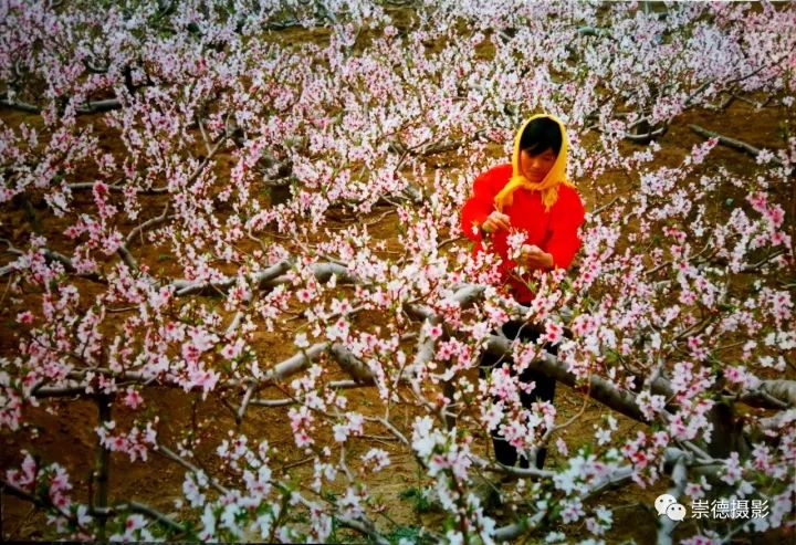胶水岸边桃花盛开（摄于1996年4月27日）