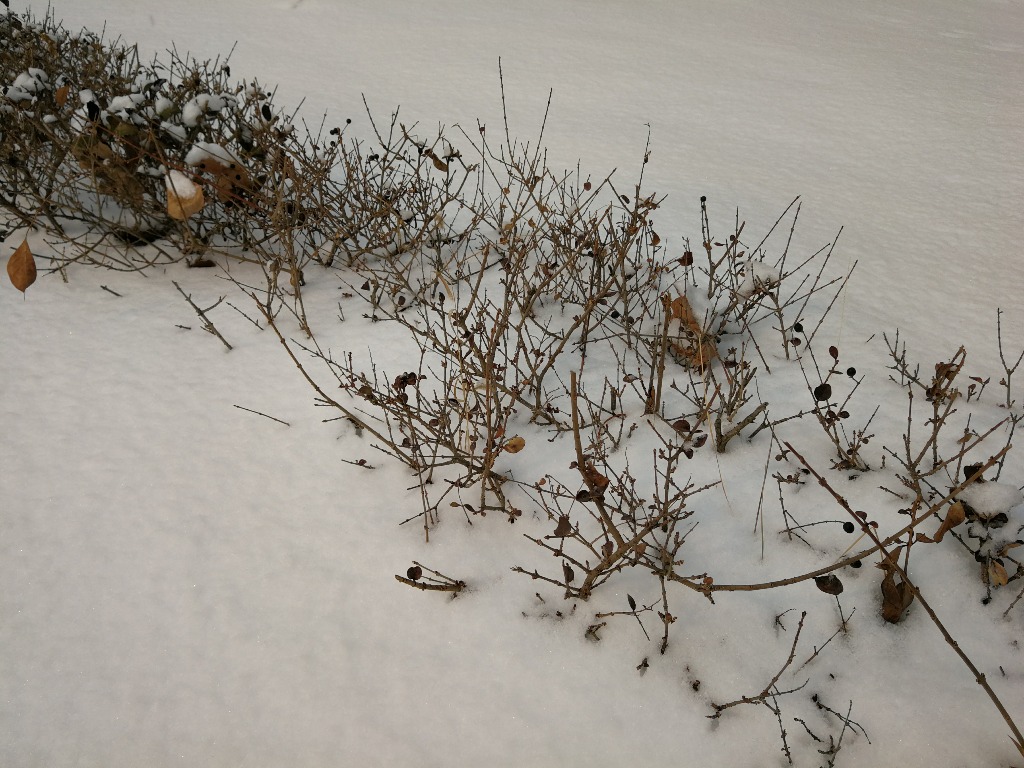 IMG_20180128_120237.jpg
