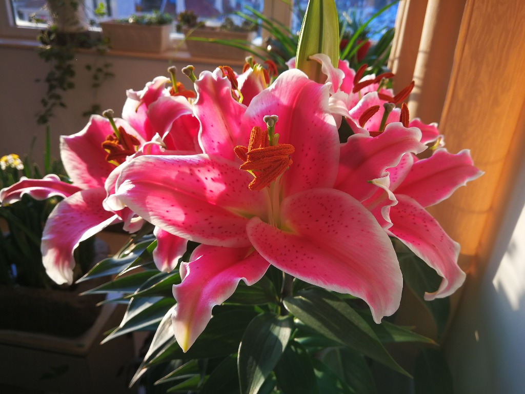IMG_20180215_071926.jpg