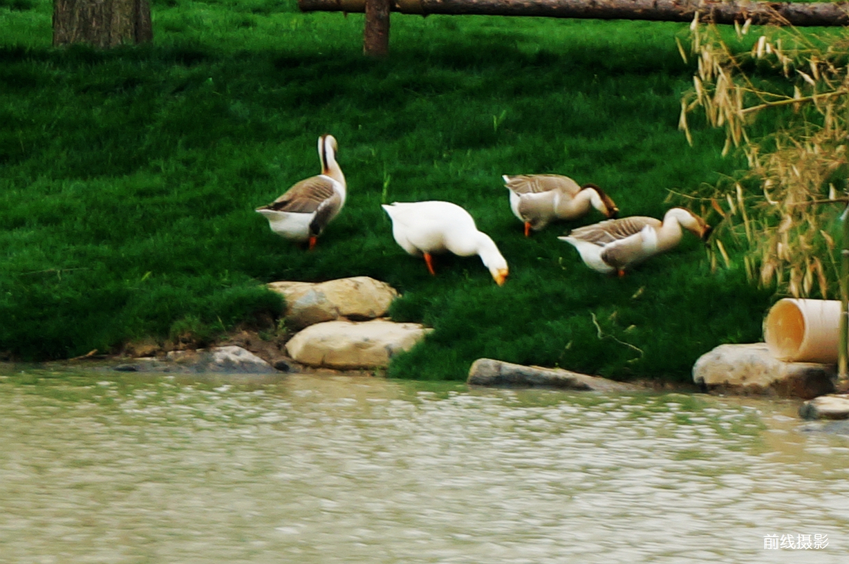 DSC02546.jpg