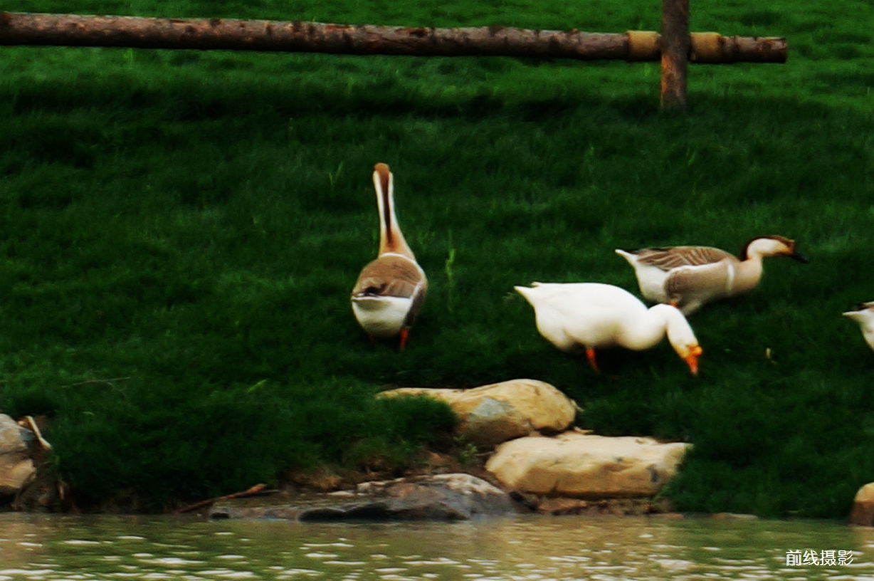 DSC02547.jpg