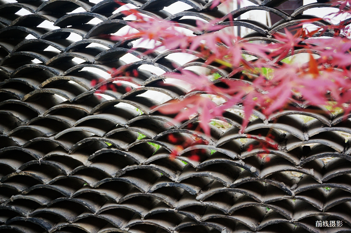 DSC02554.jpg