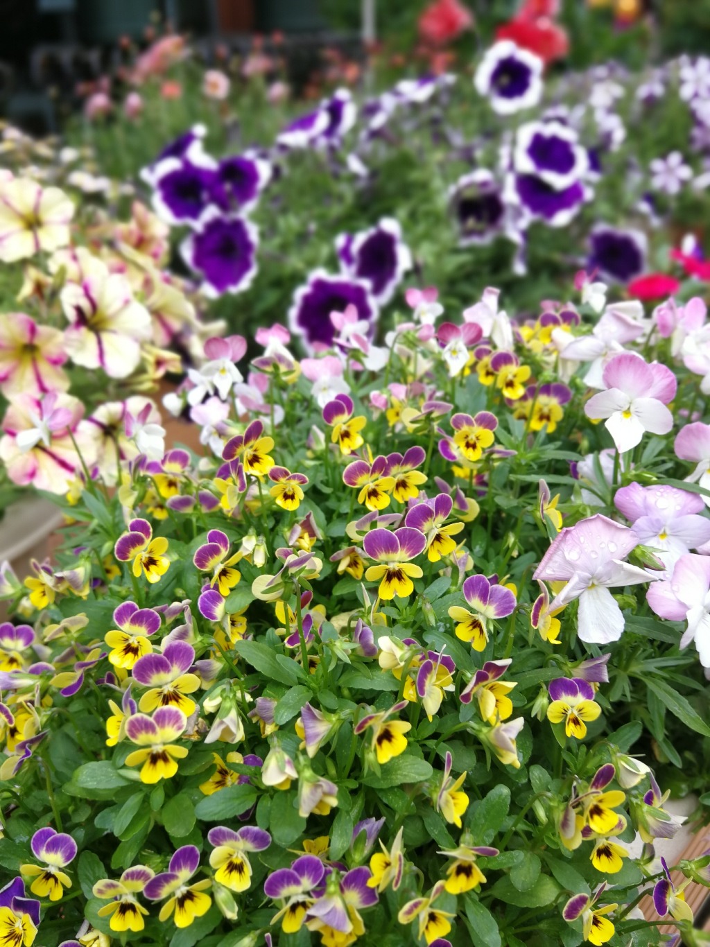 IMG_20180520_100426.jpg