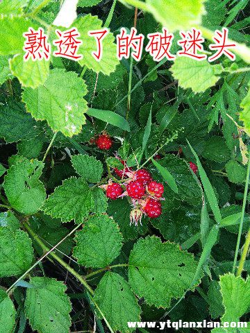 IMG_20180709_075405_副本.jpg