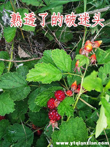 IMG_20180709_075421_副本.jpg