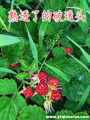 IMG_20180709_075425_副本.jpg