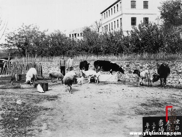 烟台恤养院的牧畜场.jpg
