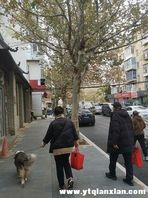 与桃花街有交集的这条街刚刚更新结束
