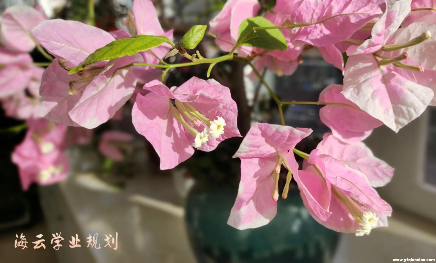 阳光下的三角梅