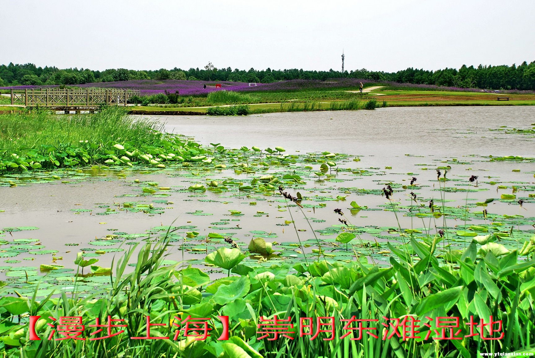 崇明东滩7附.jpg