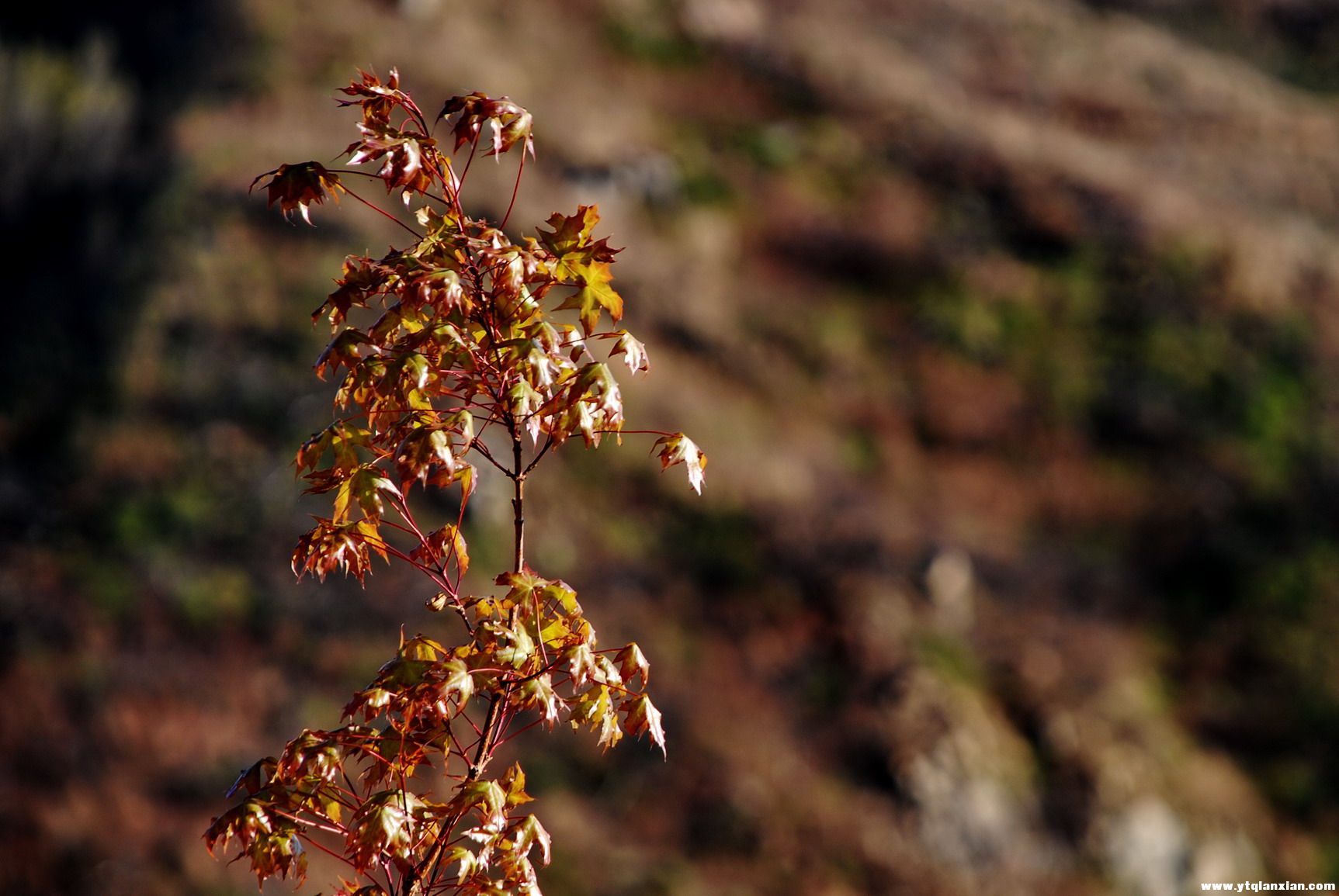 枫叶5.jpg