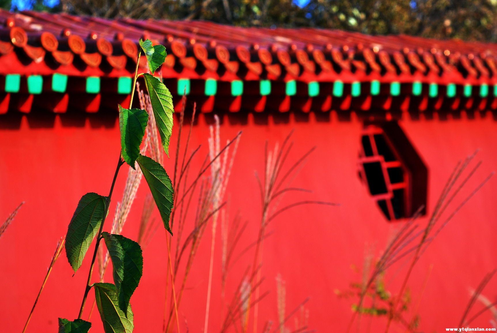 绿与红.jpg