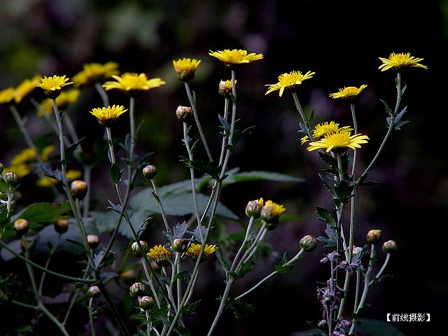 DSC02704-1.jpg