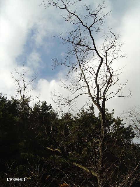 DSC09265-1.jpg
