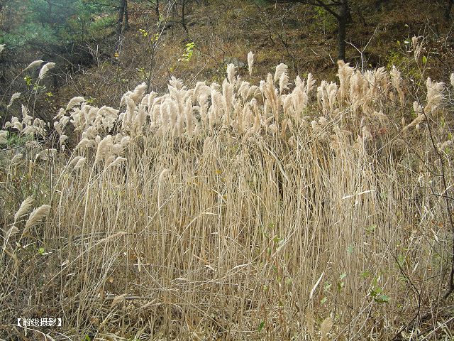 DSC09270-1.jpg