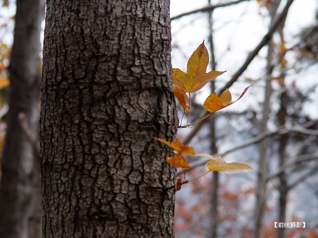 DSC03525-1.jpg