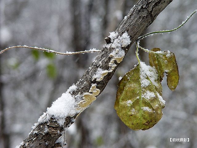 DSC03555-1.jpg