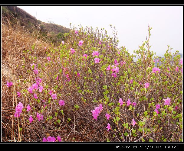 DSC00868.jpg