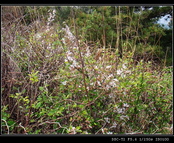 DSC00871.jpg