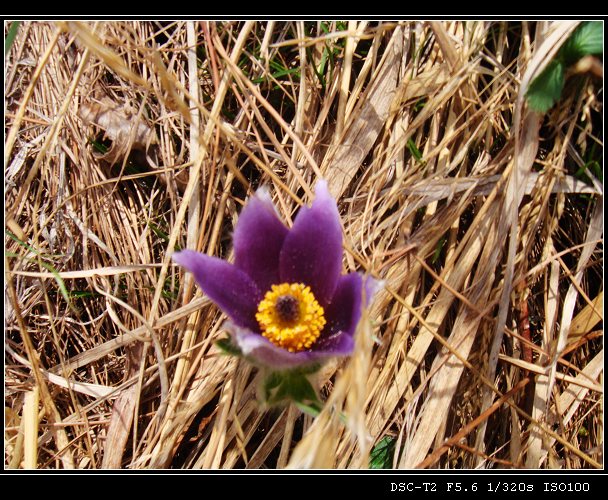 DSC00838.jpg