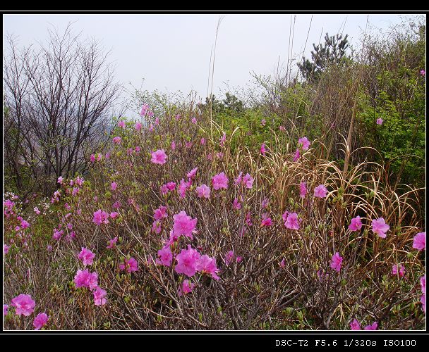 DSC00880.jpg