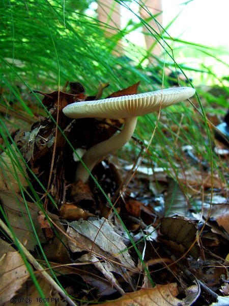 一只漂亮的蘑菇