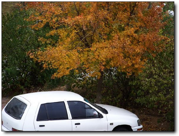 俺上班的时候，俺的车经常就停在枫树下等着俺。
