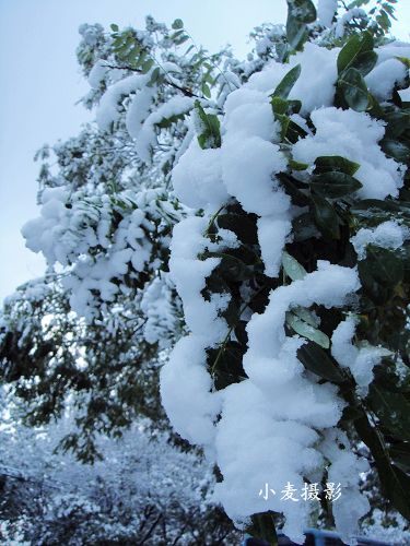 树上落的雪