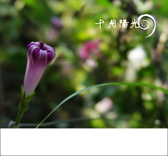 阳光,十月04.jpg