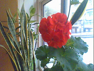 红花.jpg