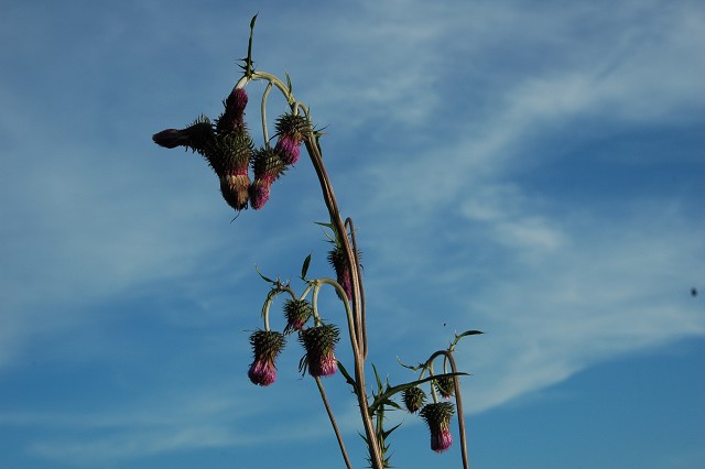 DSC_1334.jpg