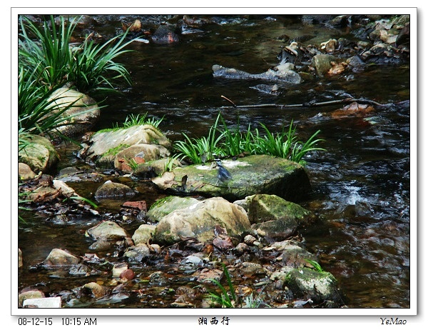 中间那块石头上站了一只小鸟，活动虚了