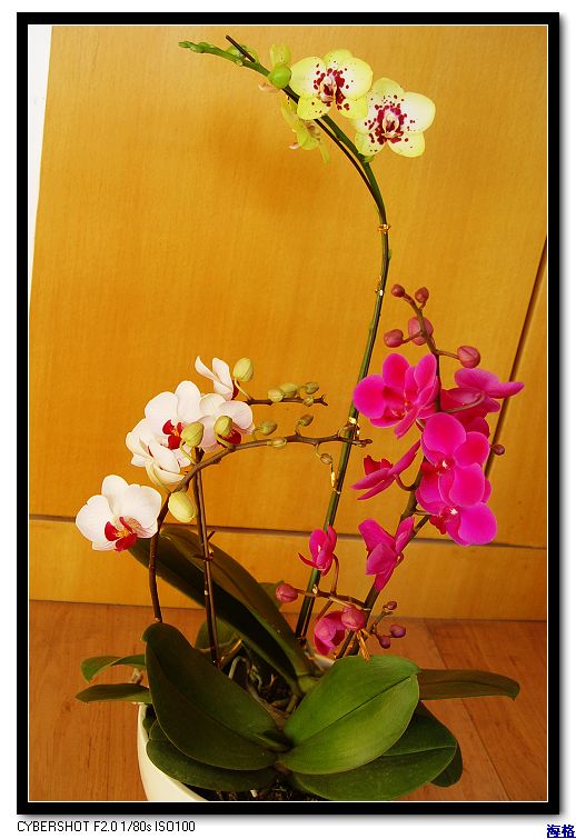 DSC03923_nEO_IMG.jpg