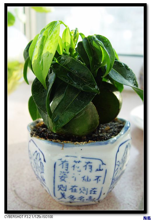 DSC03937_nEO_IMG.jpg