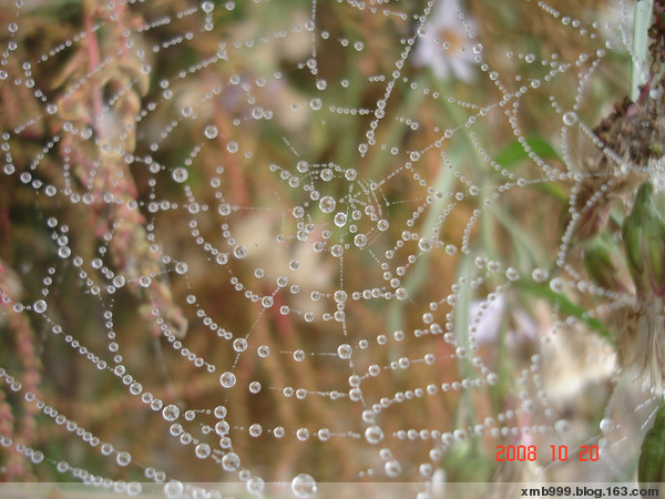 露水与蜘蛛网3.jpg