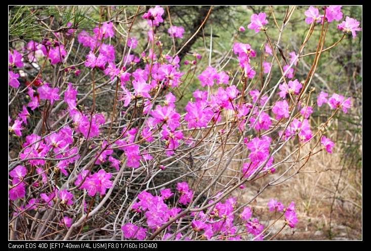 杜鹃花事8.jpg