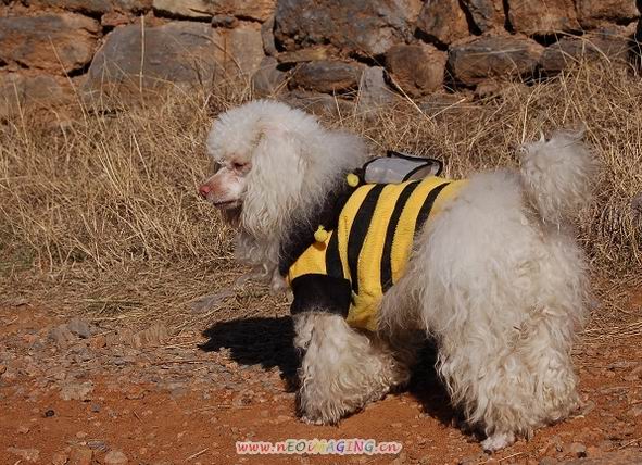 史上最强悍的跑山狗---贵妇犬